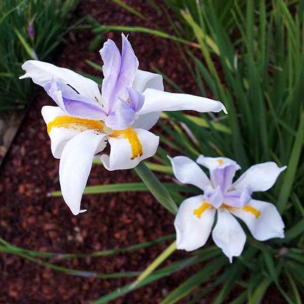 1488548696Butterfly-Iris-Dietes-grandiflora-detail.JPG