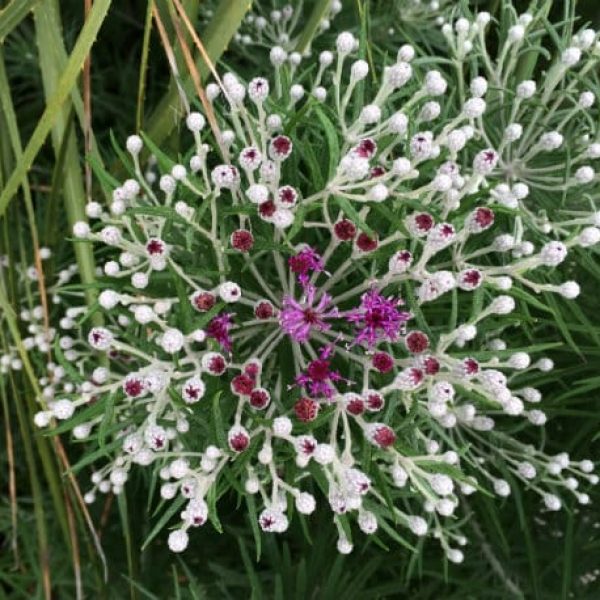 1488548913Ironweed-Vernonia-lindheimeri-detail-flower-buds-April-Crownridge.jpg