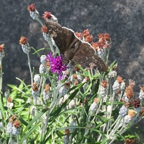1488548985Ironweed-Vernonia-lindheimeri-detail-butterfly-funeral-duskywing-july-2015.jpg