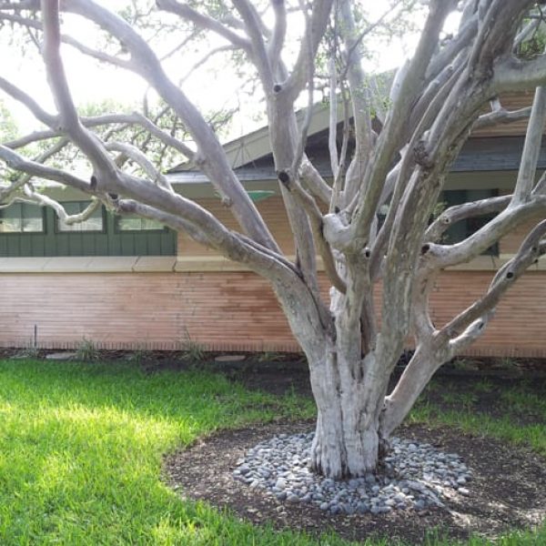 1488548995Persimmon-texas-Diospyros-texana-form-white-trunks-Colonies.jpg