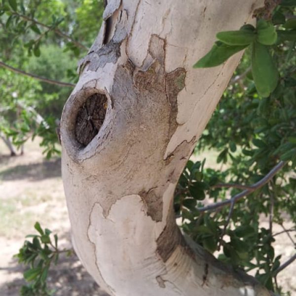 1488549023Persimmon-Texas-Diospyros-texana-detail-bark.jpg