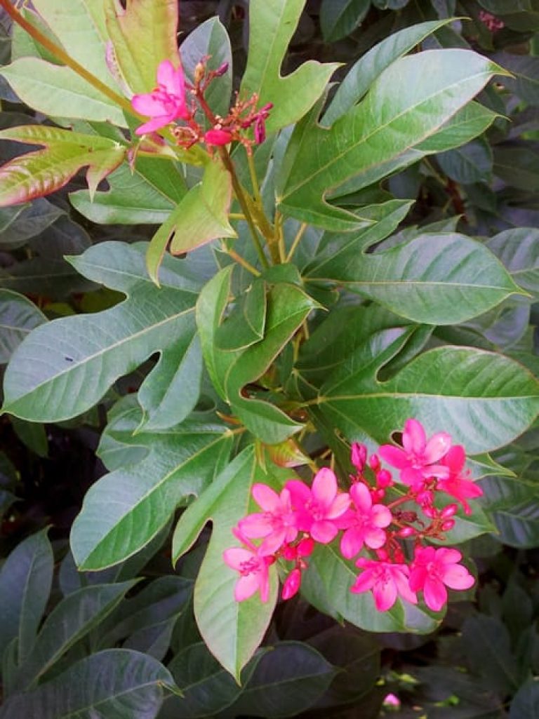 1488549662Spicy-Jatropha-Jatropha-integerrima-detail.jpg