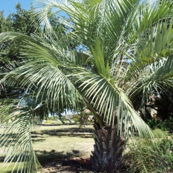 1488550124palm-jelly-butia-capitata-form.jpg