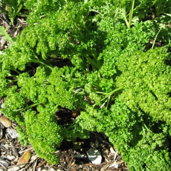 1488550771parsley-petrosilenum-crispum-detail.jpg