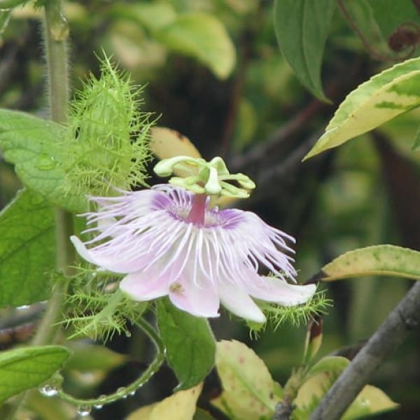 1488551664passion-flower-passiflora-incarnata-detail.jpg