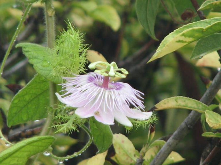 1488551664passion-flower-passiflora-incarnata-detail.jpg