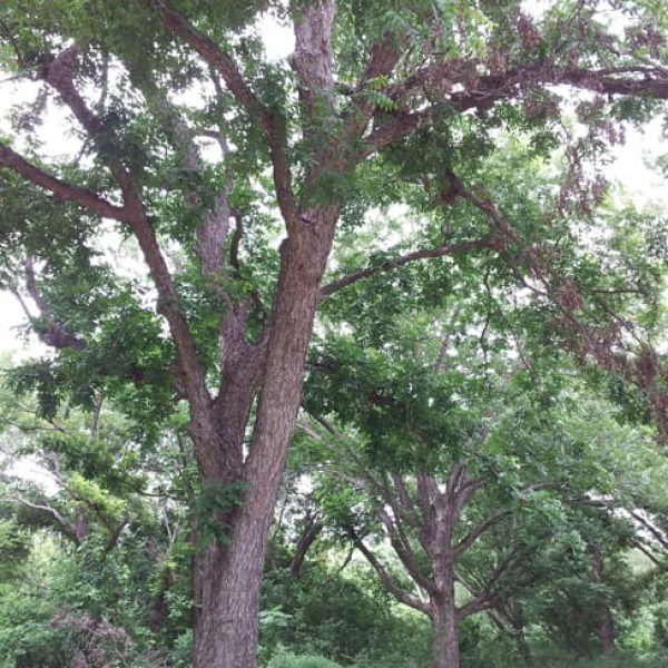 1488552220Pecan-Carya-illinoiensis-form-Leon-Creek-Pearsall-6-2014.jpg