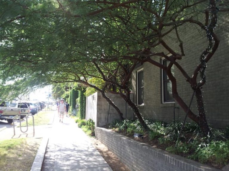1488553039Huisache-Vachelia-farnesiana-street-tree.jpg