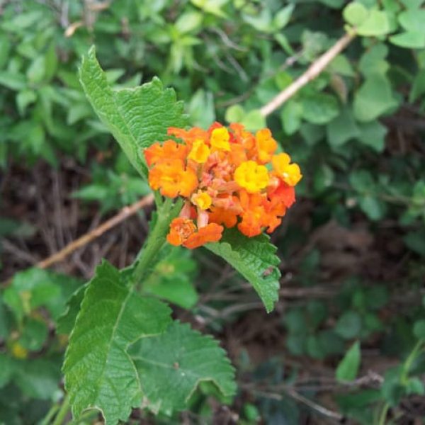 1488553412Lantana-Texas-Lantana-horrida-detail.jpg