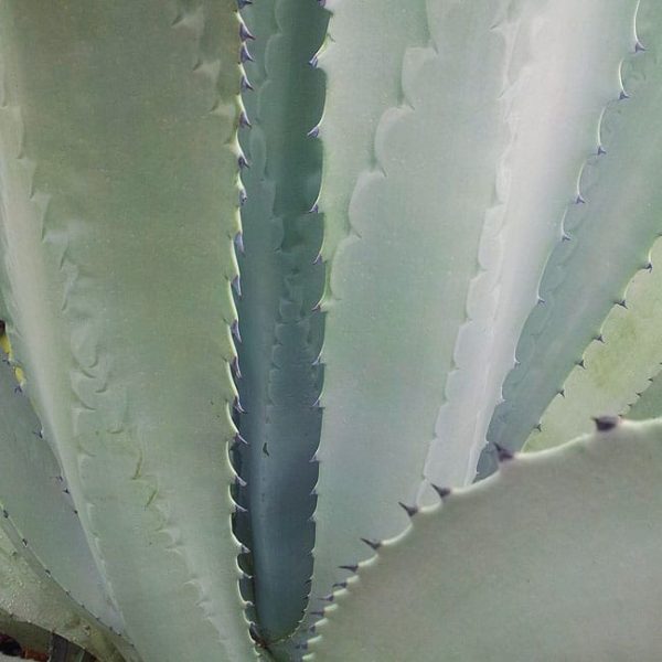 1488553512Agave-Century-Agave-americana-detail-fall.jpg