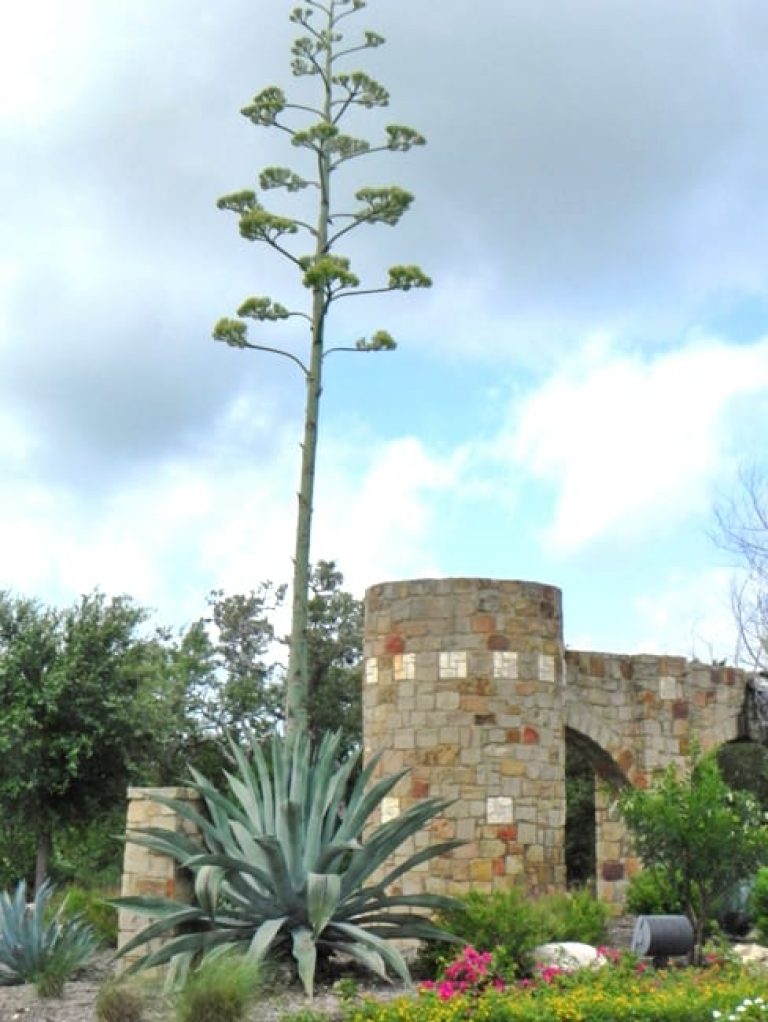 1488553546Agave-Century-Agave-americana-form-blooming-Alamo-Ranch-6-2014.jpg