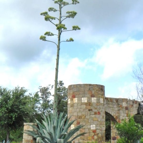1488553546Agave-Century-Agave-americana-form-blooming-Alamo-Ranch-6-2014.jpg