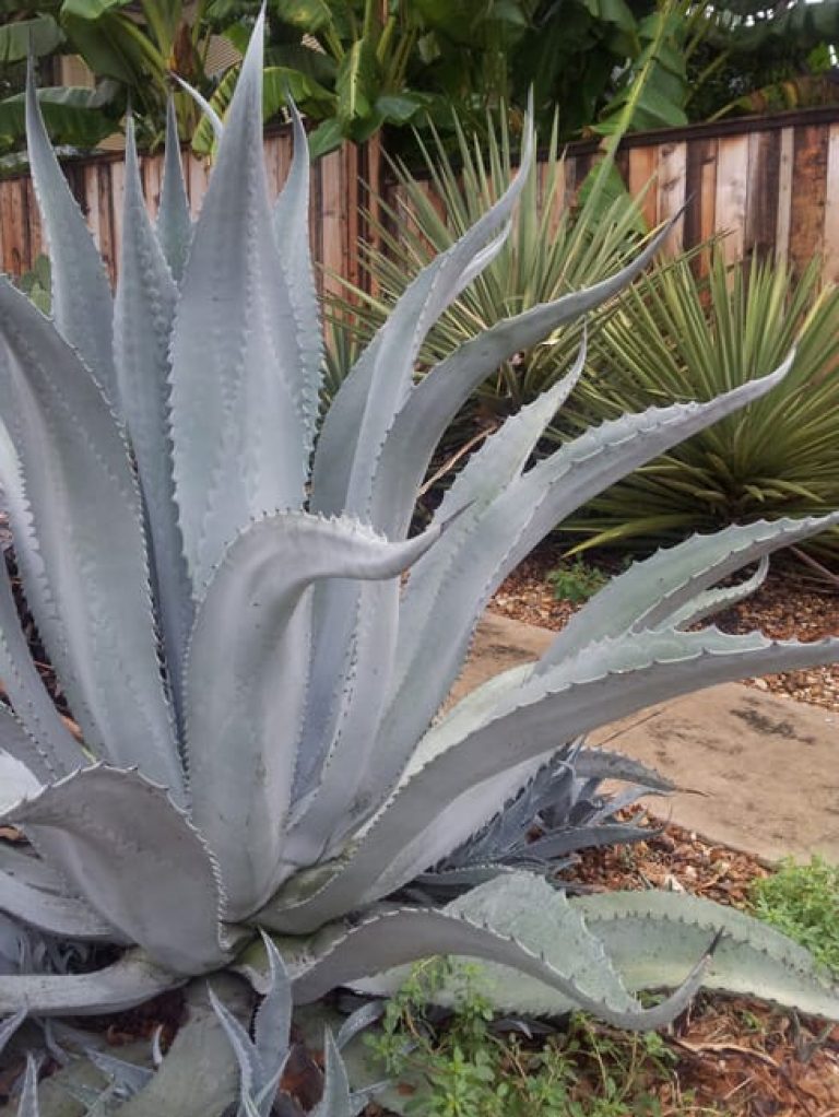 1488553564Agave-Century-Agave-americana-form.jpg