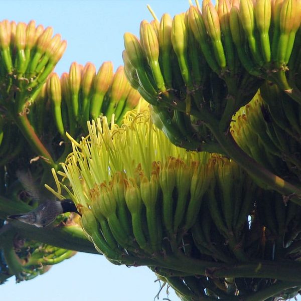 1488553580agave-century-agave-americana-detail-flower.JPG