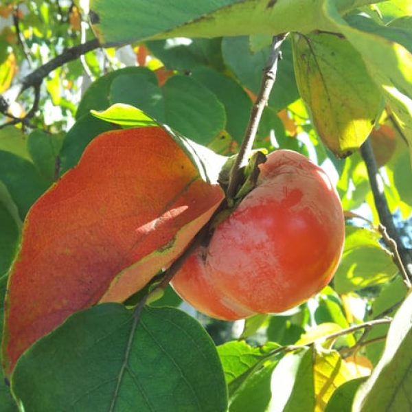 1488553817Persimmon-Asian-Diospyros-kaki-detail-fruit.jpg