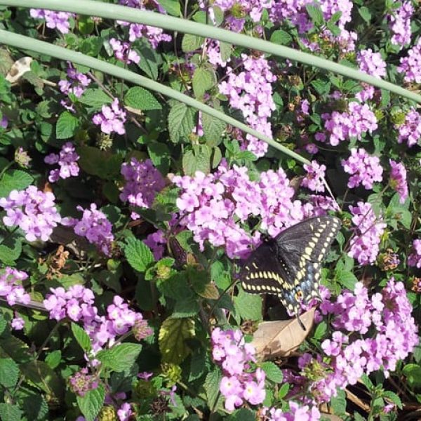 1488554339lantana-trailing-lantana-montevidensis-20130215-detail.jpg