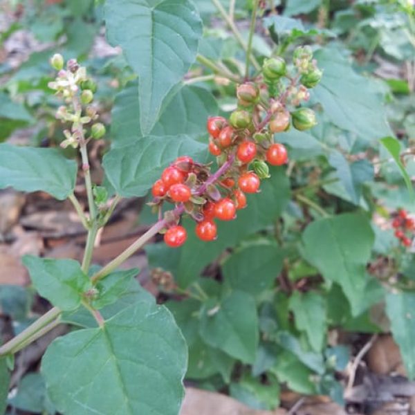 1488554482pigeonberry-rivina-humilis-form.jpg