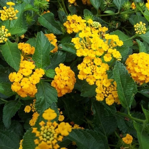 1488554582gg-NEW-GOLD-LANTANA-DETAIL.jpg