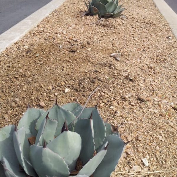 1488554699agave-artichoke-agave-parryana-var-truncata-form-2013-02-15.jpg