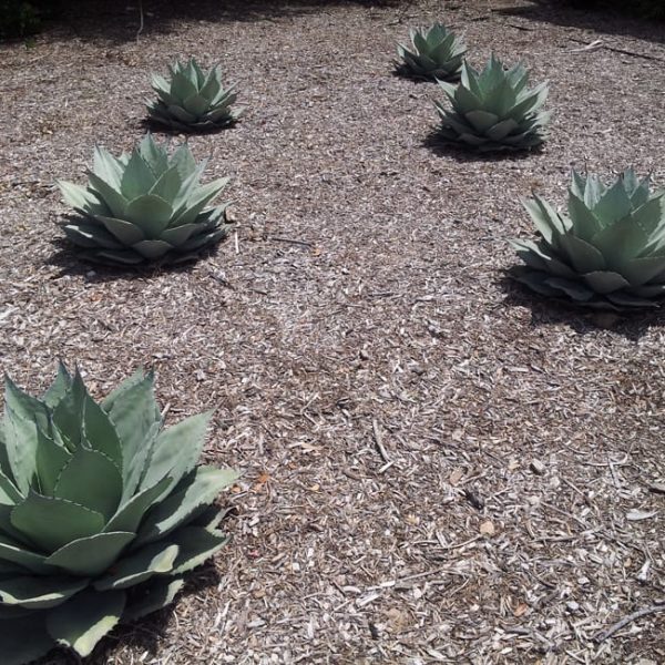 1488554703Agave-artichoke-Agave-parryi-truncata-form-valero-7-2014.jpg