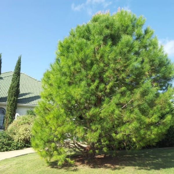 1488554849Pine-Aleppo-Pinus-halapensis-form-good.jpg