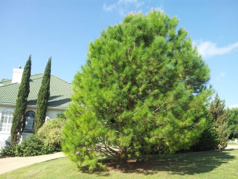 1488554849Pine-Aleppo-Pinus-halapensis-form-good.jpg