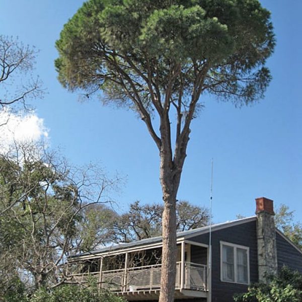 1488555190Pine-Italian-Stone-Pinus-pinea-form.jpg