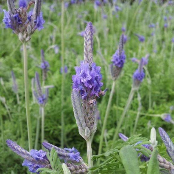 1488555334Fernleaf-Lavender-Lavandula-pinnata-detail.jpg