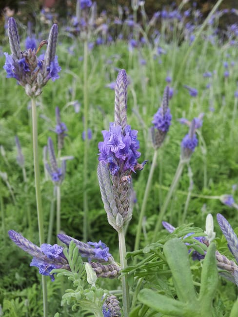 1488555334Fernleaf-Lavender-Lavandula-pinnata-detail.jpg