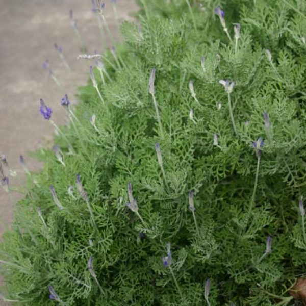 1488555340Fernleaf-Lavender-Lavandula-pinnata-form.jpg