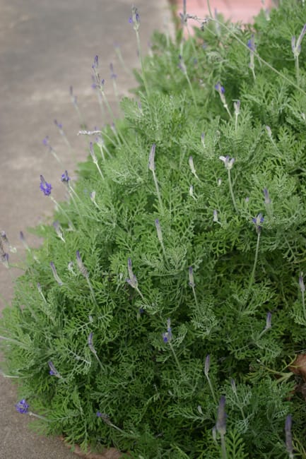 1488555340Fernleaf-Lavender-Lavandula-pinnata-form.jpg