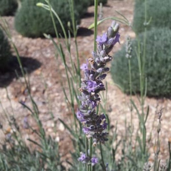 1488555600English-Lavender-Lavandula-angustifolia-detail.jpg