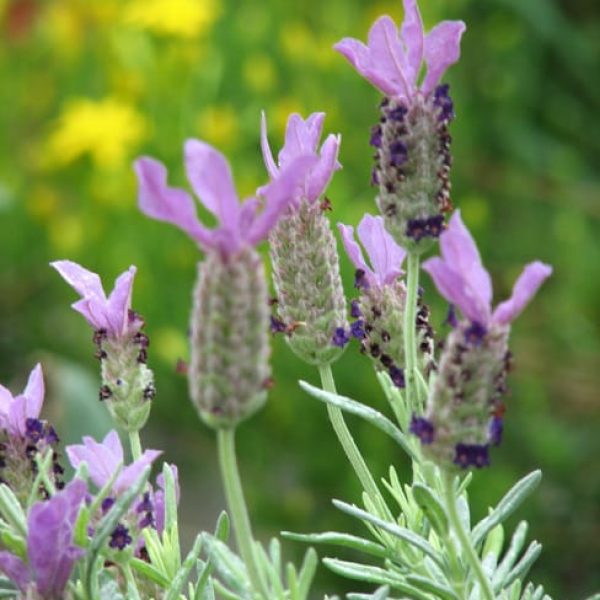 1488555827lavandula-stoechas-spanish-lavender-flower.jpg