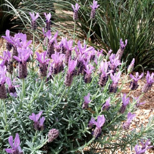 1488555832Lavender-spanish-Lavandula-stoechas-detail-flowering.jpg