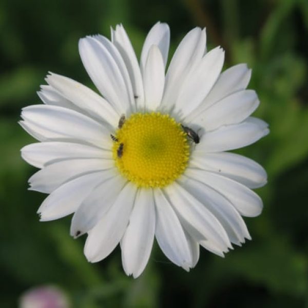 1488556018Lazy-Daisy-Aphanostephus-skirrhobasis-bloom-detail.jpg