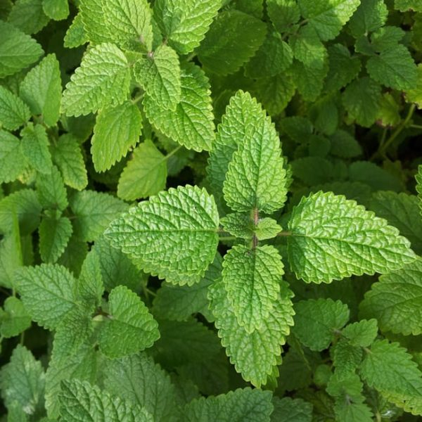 1488556431Lemon-Balm-Melissa-odorata-detail.jpg