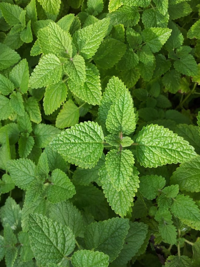 1488556431Lemon-Balm-Melissa-odorata-detail.jpg