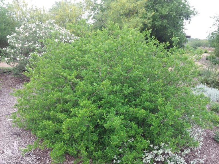 1488556821Colima-Zanthoxylum-fagara-form.jpg