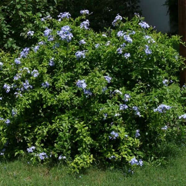 1488556875Plumbago-Plumbego-auriculata-form.jpg