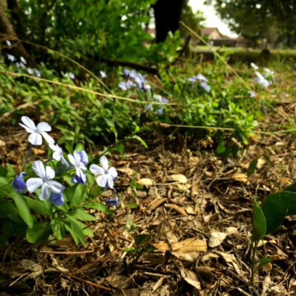 1488556889Plumbago-saplings.jpg