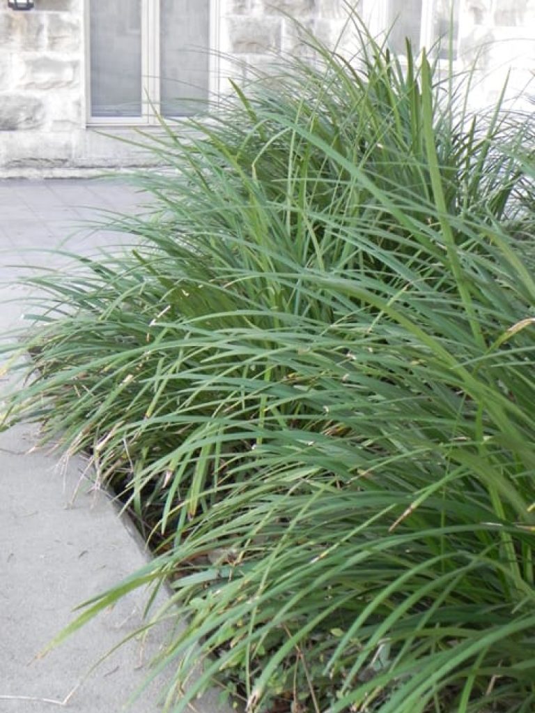 1488557066Liriope-Liriope-muscari-form-first-presbyterian.jpg