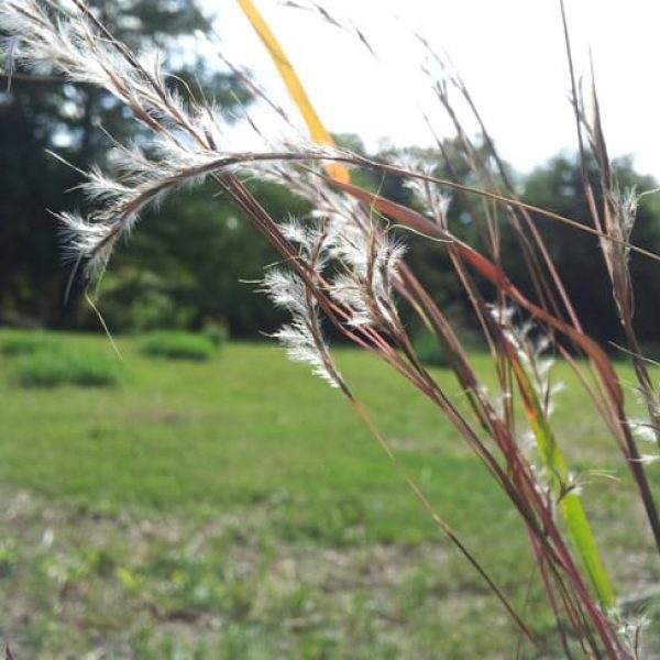 1488557270little-bluestem-Schizachyrium-scoparium-20121025-detail-seed1.jpg