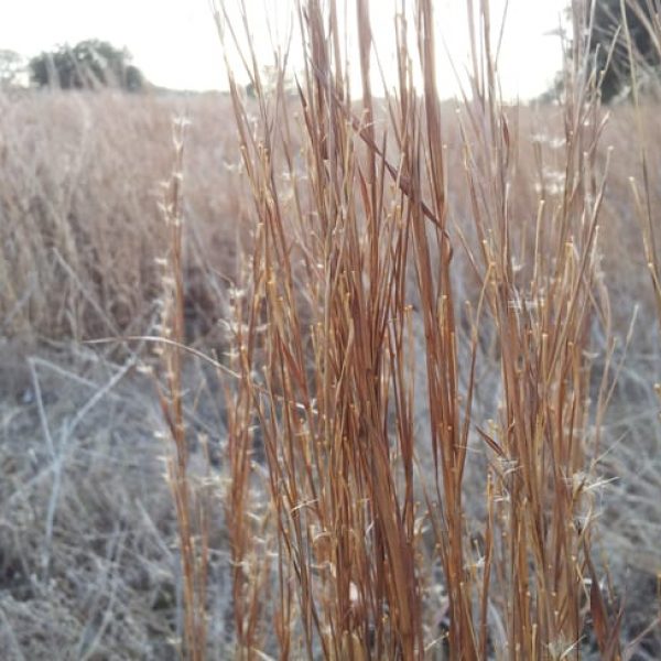 1488557276Little-Bluestem-Schizachyrium-scoparium-detail-South-Bexar.jpg