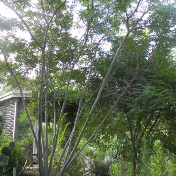 1488558322Poinciana-mexican-Caesalpinia-mexicana-form-sabg-5-year-specimen-8-2014.jpg
