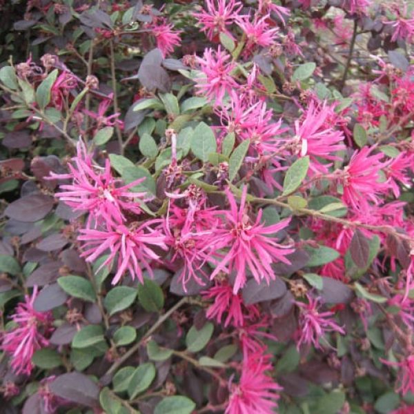 1488558333Loropetalum-Loropetalum-chinense-var-rubrum-blooms.jpg