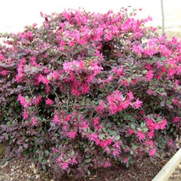 1488558346Loropetalum-Loropetalum-chinense-var-rubrum-form.jpg