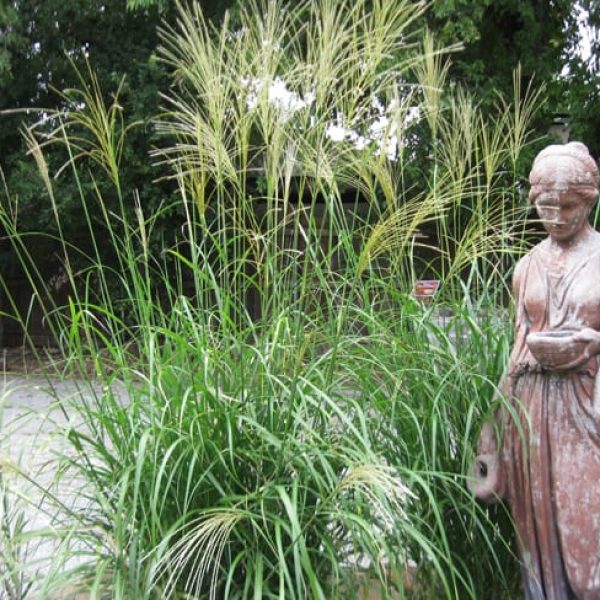1488558502maidenhair-grass-miscanthus-sinensis-form.jpg