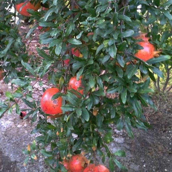 1488558795pomegranate-punica-granatum-20130911-detail-fruit.jpg