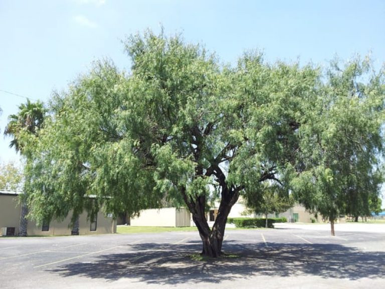 1488558801Mesquite-Honey-Prosopis-glandulosa-20120919-form.jpg