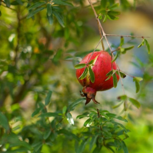 1488558807Pomegranate-Punica-granatum-detail.jpg